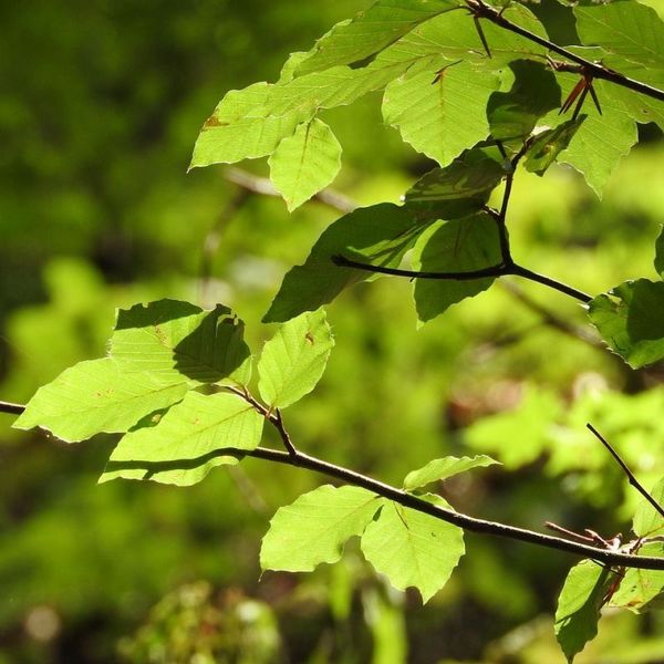 Buchenblätter im Frühling