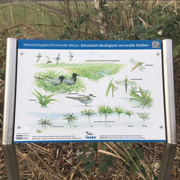 Schautafel mit Wiesenvögeln, Amphibien und typischer Vegetation einer Grabenlandschaft