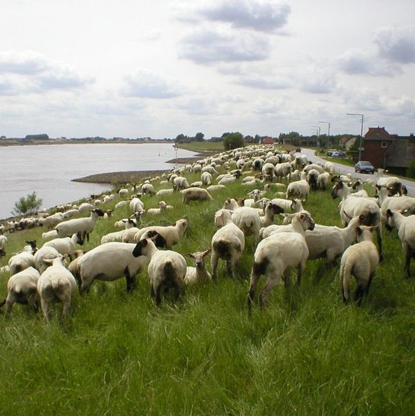 Schafherde am Elbdeich