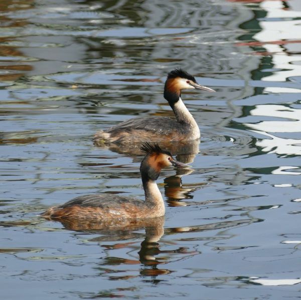 Haubentaucher schwimmend