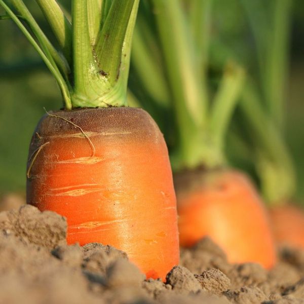 Karotten in Gartenerde